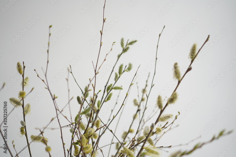 Easter composition with branches of trees and willow Easter composition with branches of trees and willow
