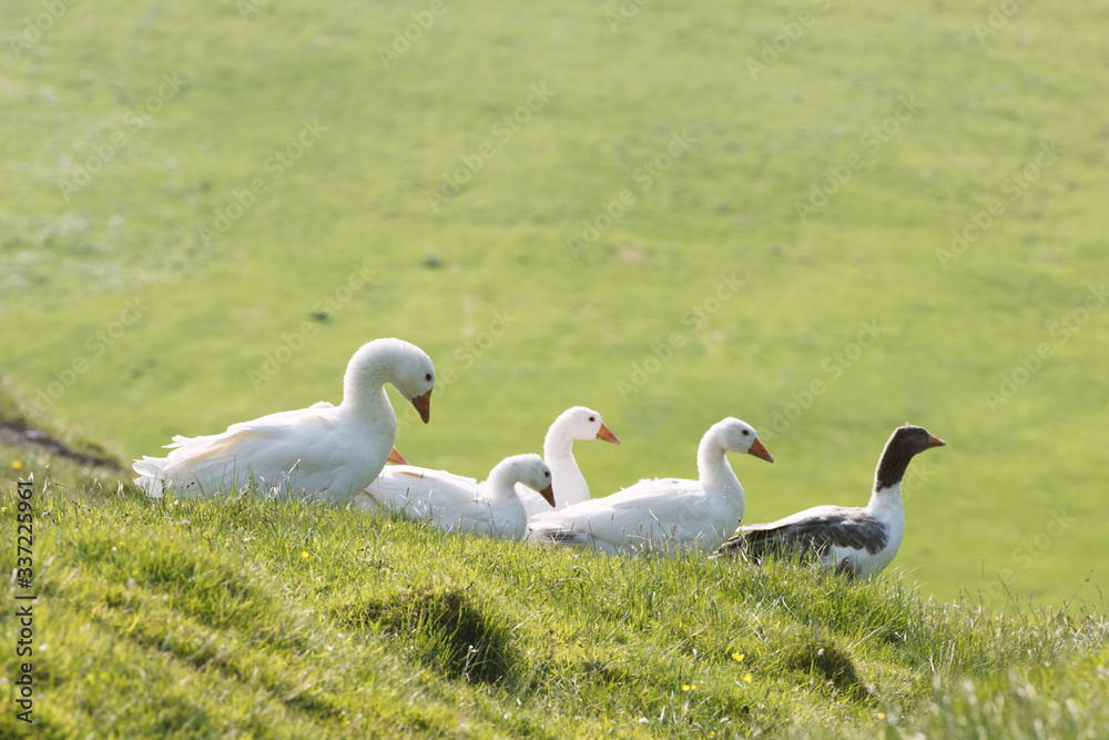 White and gray domestic geese in green grass. Faroe islands, Denmark White and gray domestic geese in green grass. Faroe islands, Denmark
