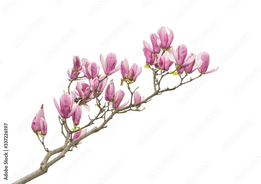 pink flower of magnolia spring branch isolated on white background pink flower of magnolia spring branch isolated on white background