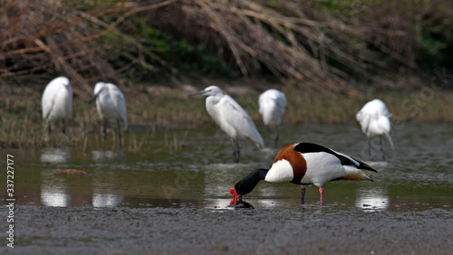 Common shelduck / Brandgans (Tadorna tadorna) - Greece / Griechenland photo