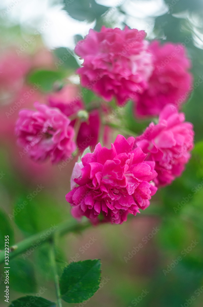 abstract background with pink flowers rose bush, unfocused blur rose petals, toned, light and bokeh background, abstract unfocused background with a rose flower abstract background with pink flowers rose bush, unfocused blur rose petals, toned, light and bokeh background, abstract unfocused background with a rose flower