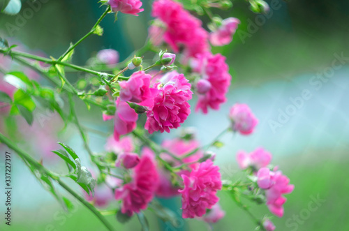 abstract background with pink flowers rose bush, unfocused blur rose petals, toned, light and bokeh background, abstract unfocused background with a rose flower