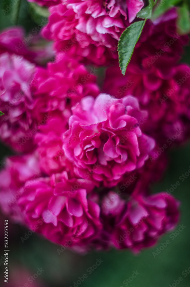 abstract background with pink flowers rose bush, unfocused blur rose petals, toned, light and  bokeh background, abstract unfocused background with a rose flower