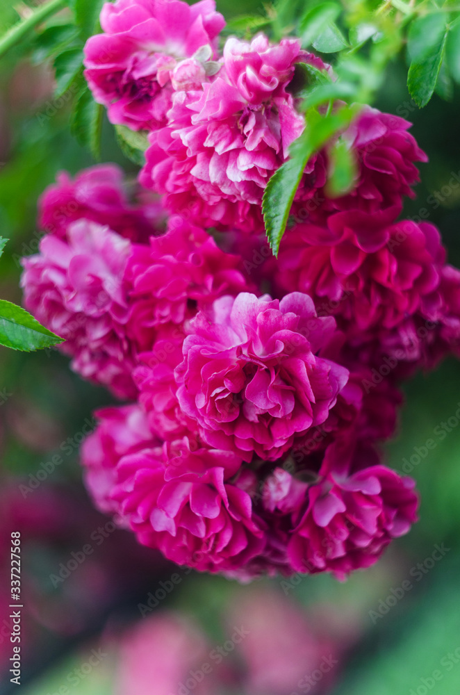 pink roses bush in the garden, pink roses  bush close up