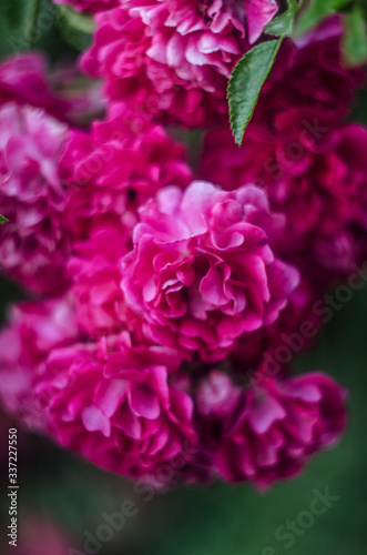 abstract background with pink flowers rose bush, unfocused blur rose petals, toned, light and bokeh background, abstract unfocused background with a rose flower © Oleg
