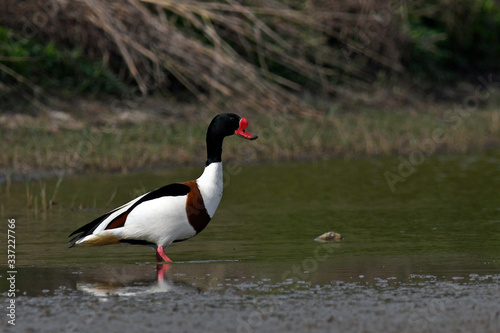 Common shelduck / Brandgans (Tadorna tadorna) - Greece / Griechenland photo