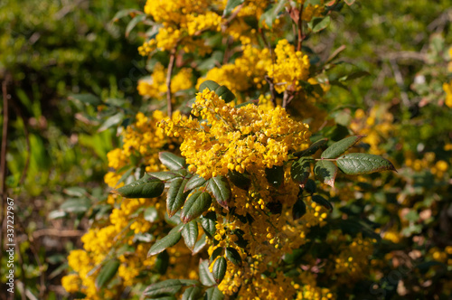 yellow flower cluster of an oregon grape