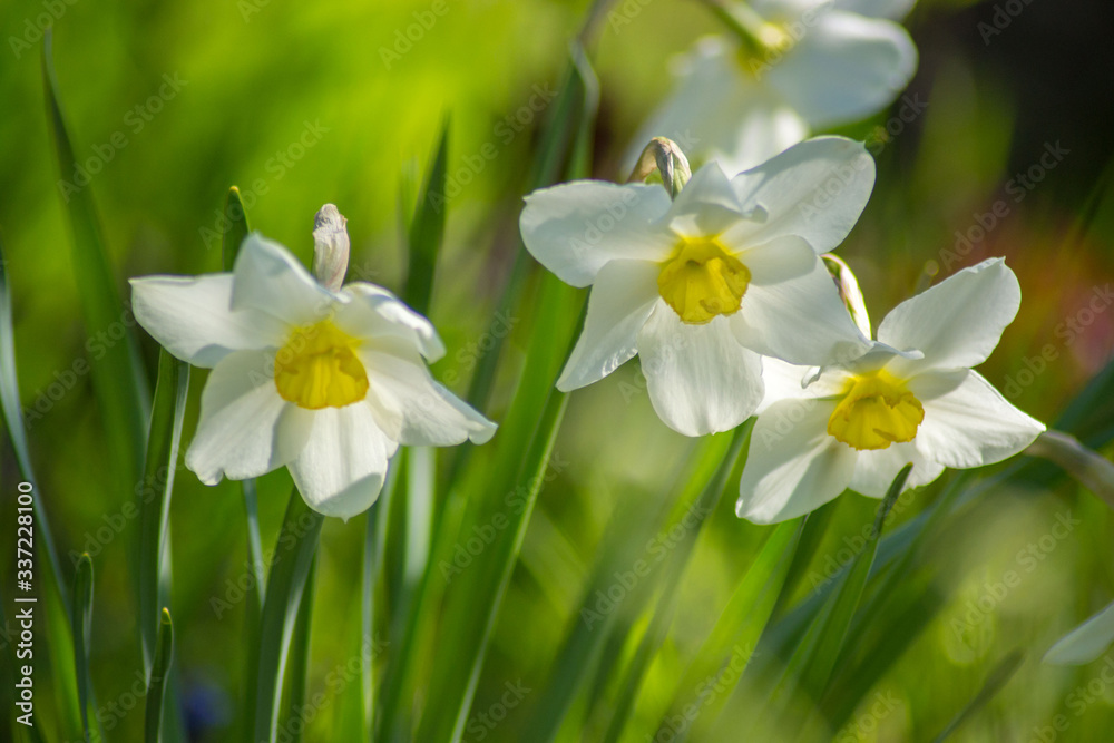 Bright Narcissus flowers in the garden, yellow spring flowers on a sunny day, thin green leaves Bright Narcissus flowers in the garden, yellow spring flowers on a sunny day, thin green leaves