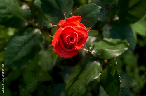 orange rose in the garden close up, rose