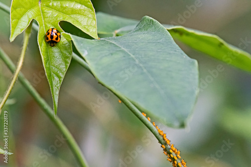 lady bug and aphids © ernest