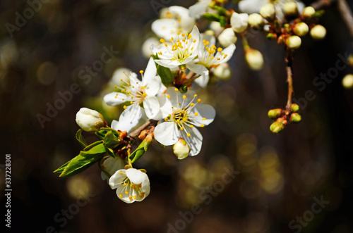 blooming cherry plum on a branch