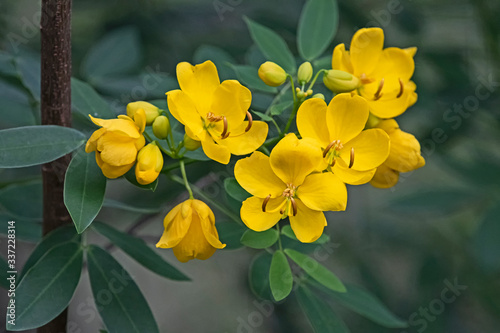 Yellow flower - Easter cassia - Senna pendula