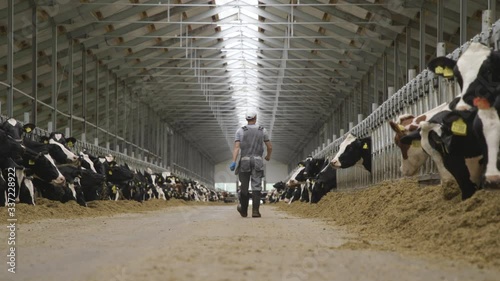 Agriculture Industry, Farming, People and Animal Husbandry Concept - Young Man or Farmer Walking Along Cowshed and Cows on Dairy Farm. clean, Beautiful and modern cowshed. kept in good conditions.
