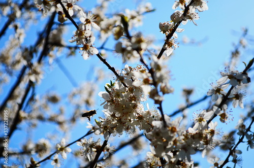 blooming cherry plum on a branch