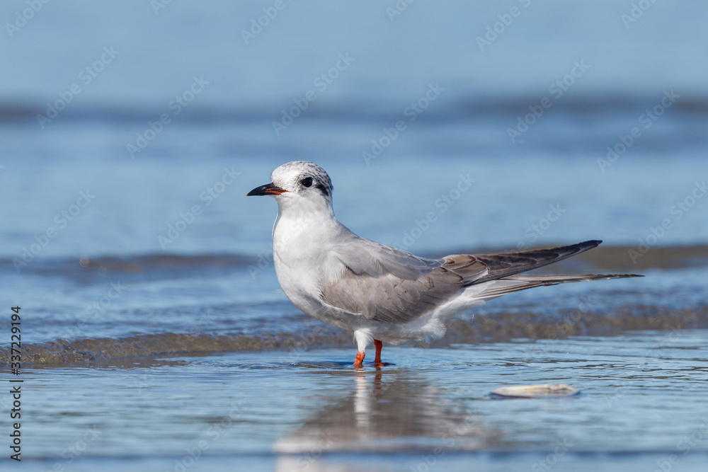 Black-fronted Tern Endemic to New Zealand Black-fronted Tern Endemic to New Zealand