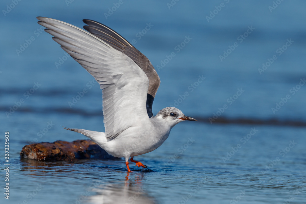 Black-fronted Tern Endemic to New Zealand