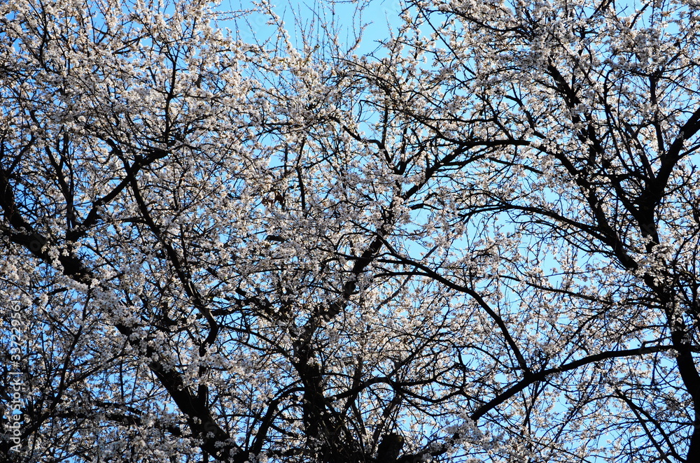 blooming cherry plum on a branch blooming cherry plum on a branch