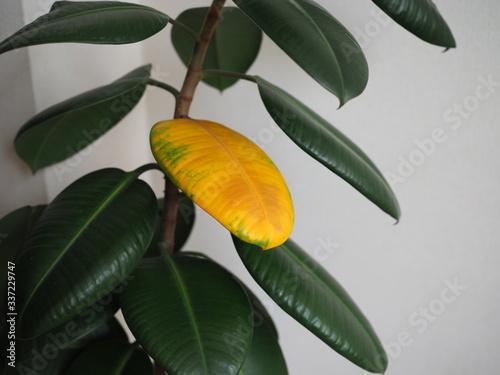 A yellowed ficus leaf in front of a green leaf. Illustration of vitamin deficiency, lack of minerals, nutrients.