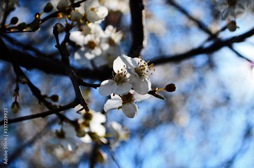 blooming cherry plum on a branch