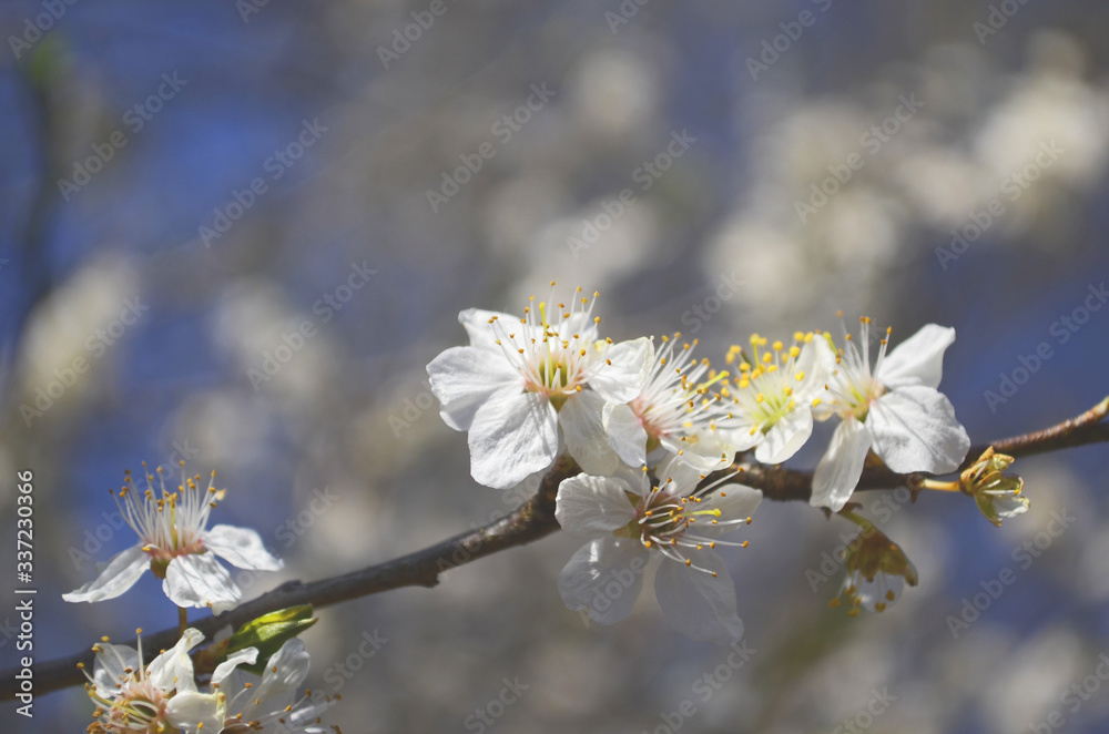 blooming cherry plum on a branch blooming cherry plum on a branch