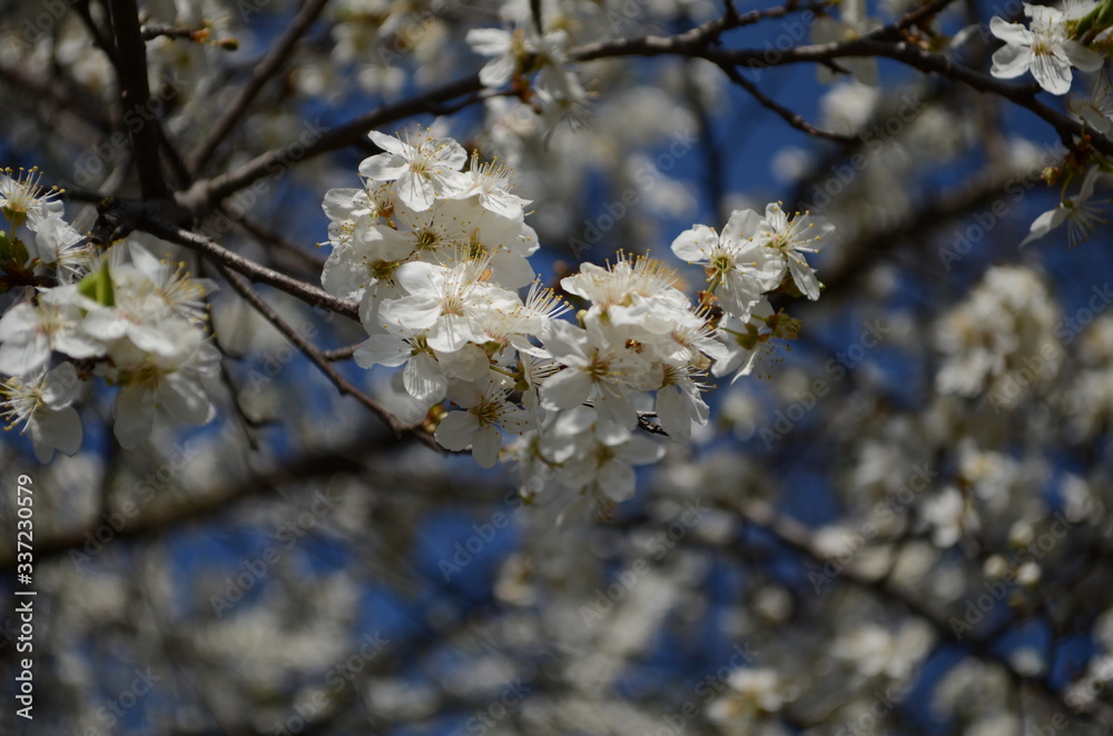 Fototapeta premium blooming cherry plum on a branch