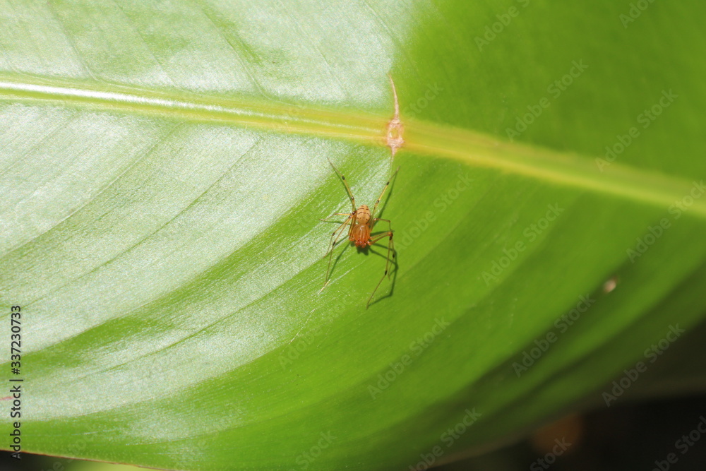 Fototapeta premium unbestimmte Spinne in Sri Lanka