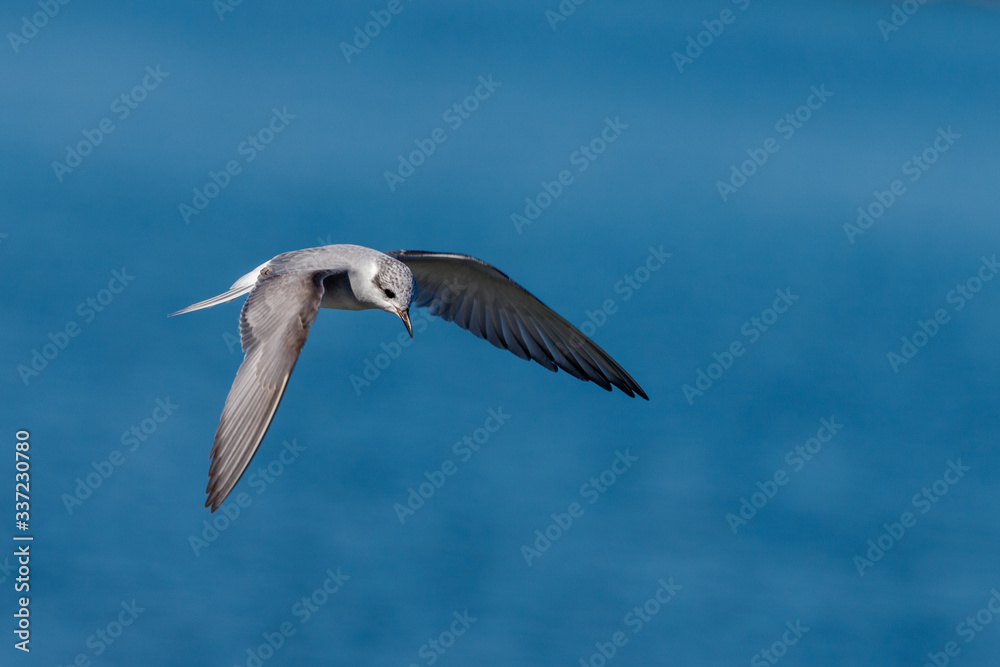 Black-fronted Tern Endemic to New Zealand Black-fronted Tern Endemic to New Zealand
