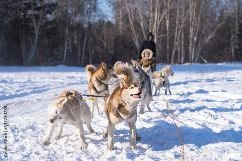 Dog sledding in Irkutsk in winter season, Siberia, Russia