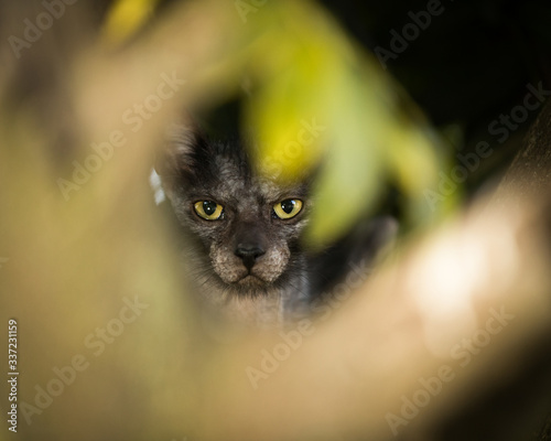 Peeping lykoi