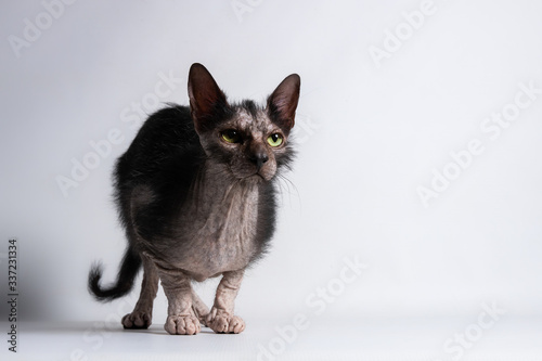 Pouncing lykoi