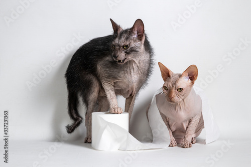 Cats with toilet paper photo