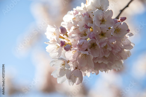 cherry blossom in spring