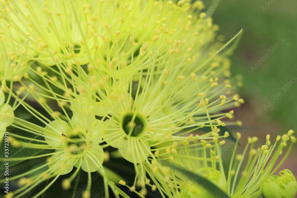 Close up of light yellow flowers of Golden Penda or Expo Gold blooming on bunch. Another name is First love, Junjum, Xanthostemon chrysanthus. Close up of light yellow flowers of Golden Penda or Expo Gold blooming on bunch. Another name is First love, Junjum, Xanthostemon chrysanthus.