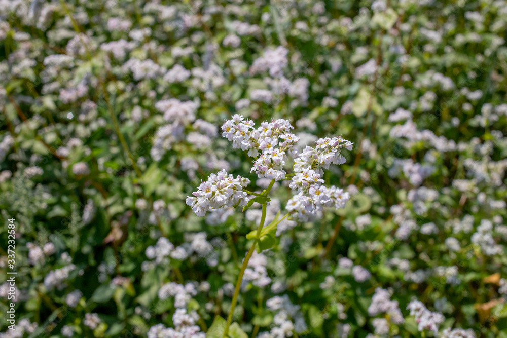 white buckwheat flowers on the field