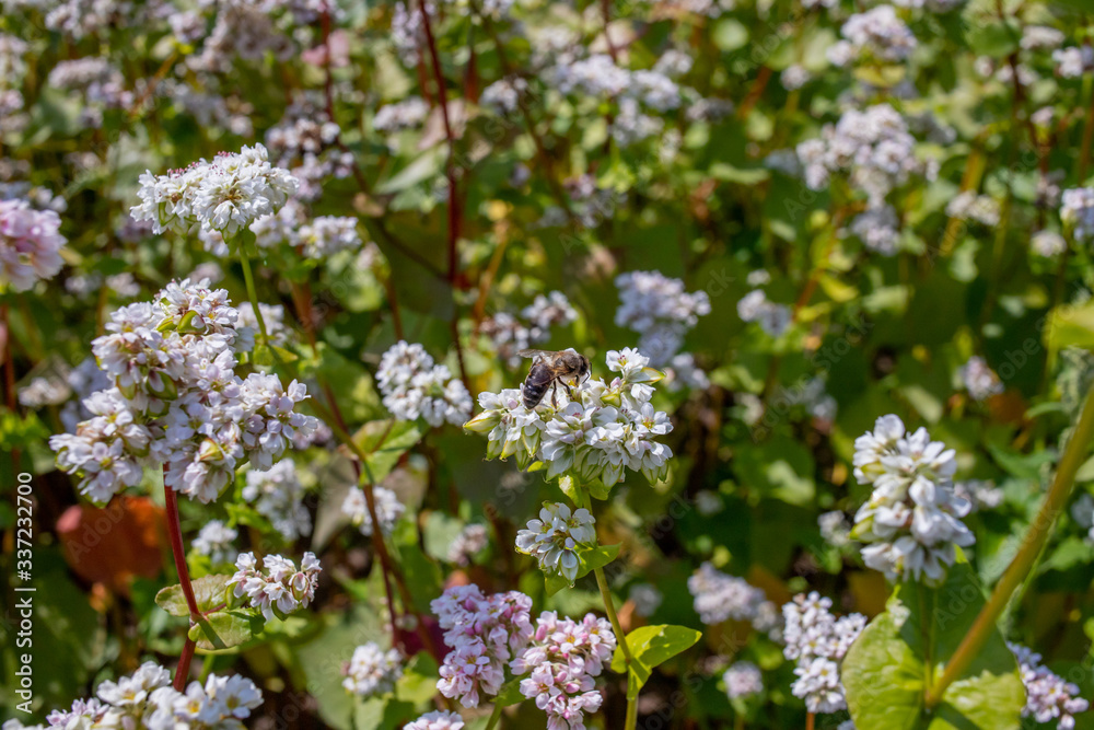 white buckwheat flowers on the field white buckwheat flowers on the field