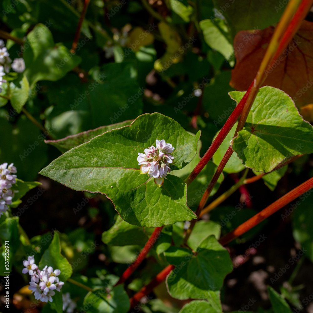 white buckwheat flowers on the field white buckwheat flowers on the field