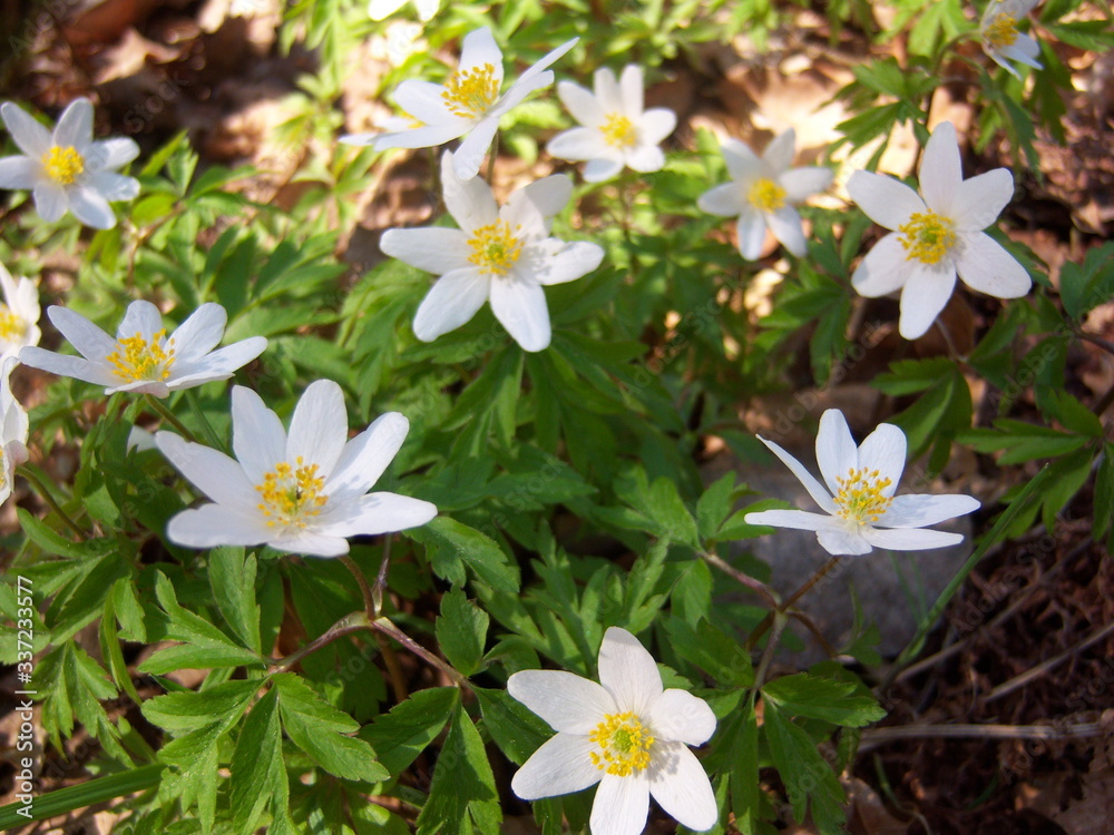 spring flowers in the forest spring flowers in the forest