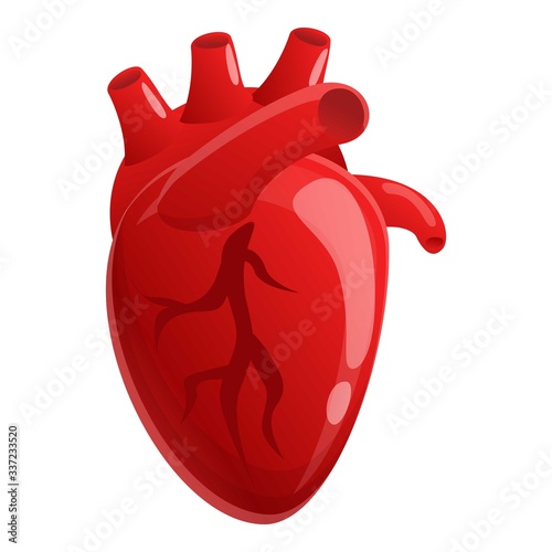 Muscle human heart icon. Cartoon of muscle human heart vector icon for web design isolated on white background