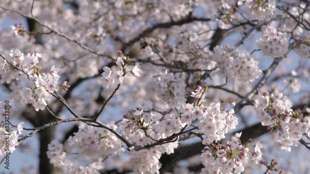 A Beautiful Cherry Blossom Tree Swaying By The Wind In Tokyo, Japan - Tele Shot A Beautiful Cherry Blossom Tree Swaying By The Wind In Tokyo, Japan - Tele Shot
