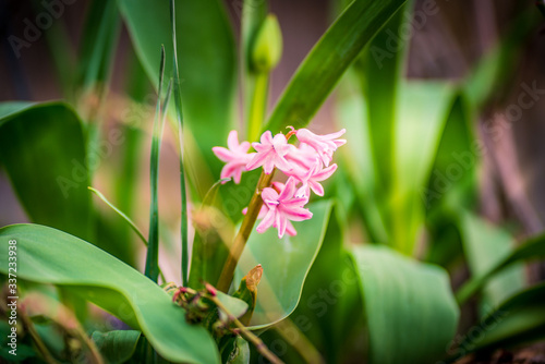  hyacinth pink