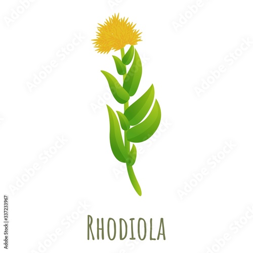 Rhodiola rosea icon. Cartoon of rhodiola rosea vector icon for web design isolated on white background