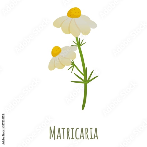 Matricaria chamomile icon. Cartoon of matricaria chamomile vector icon for web design isolated on white background