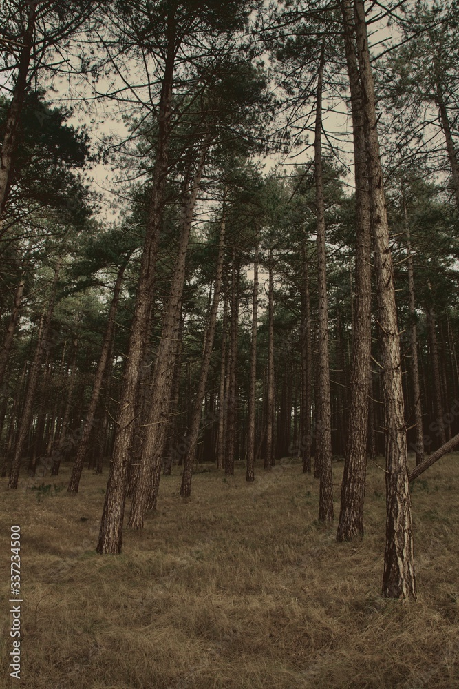 Fototapeta premium trees in the forest