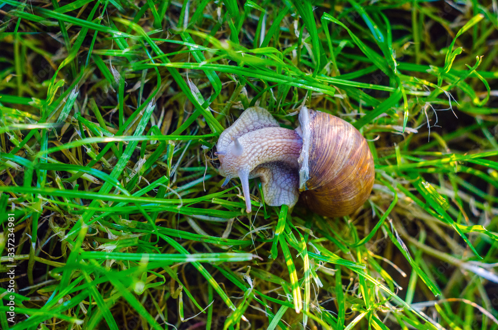 snail in the grass, snail close up snail in the grass, snail close up