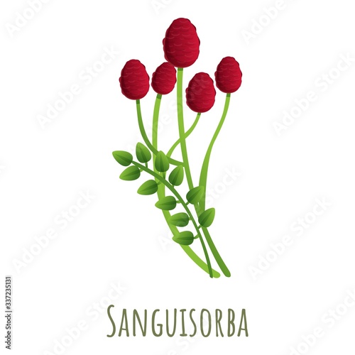 Sanguisorba plant icon. Cartoon of sanguisorba plant vector icon for web design isolated on white background
