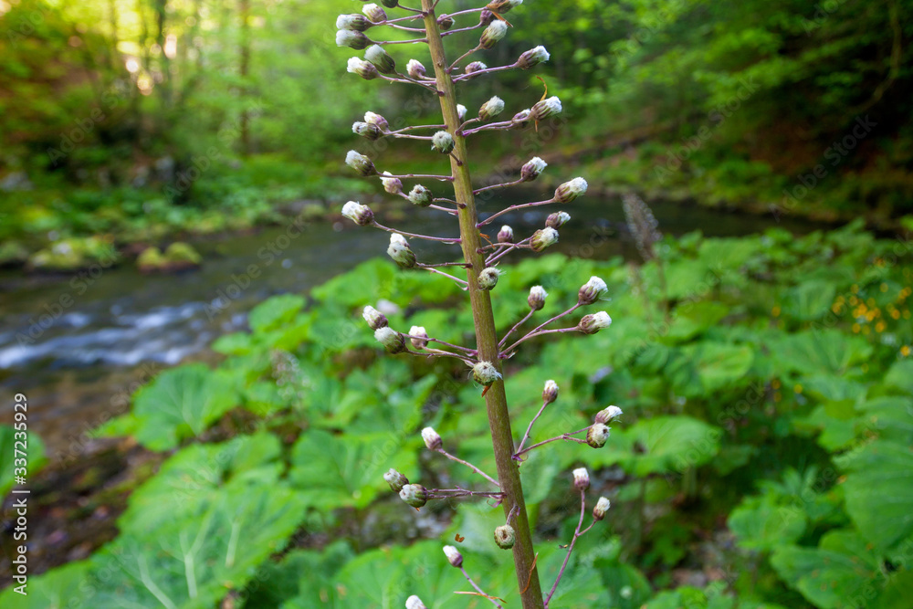 Obraz premium Petasites hybridus, the butterbur on the bank of mountain river