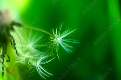 big fluffy dandelion closeup unfocused on green background, abstract background with fluffy dandelion