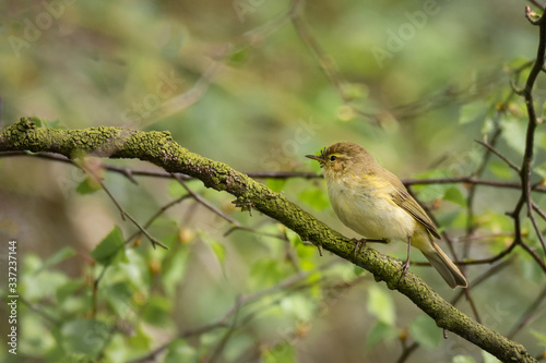 A chiffchaff, Phylloscopus collybita, is perched on a branch in a tree. It is a profile portrait and shows the bird looking to the left. It is set in natural surroundings with copy space
