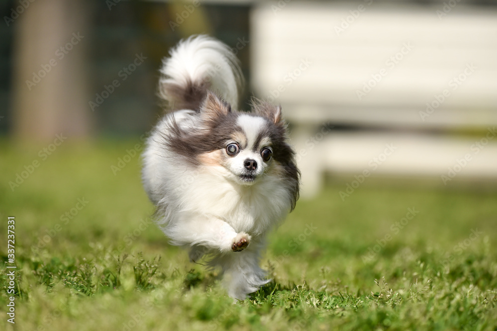 ドッグランで遊ぶチワワ