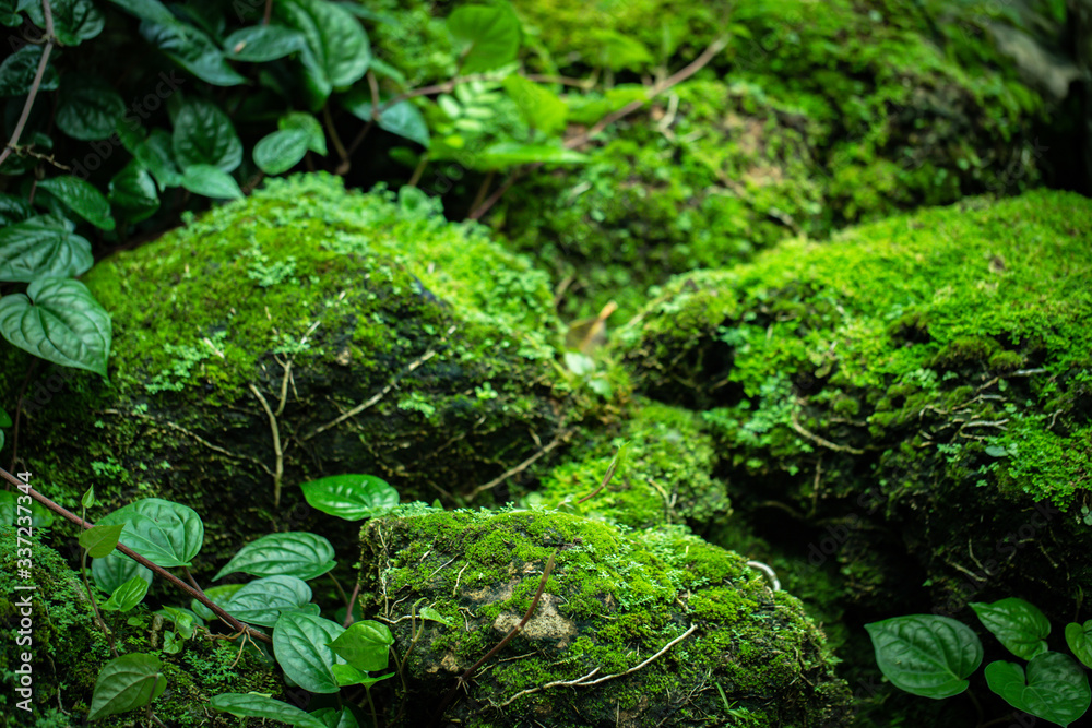 Beautiful Bright Green moss grown up cover the rough stones and on the floor in the forest. Show with macro view. Rocks full of the moss texture in nature for wallpaper. soft focus.